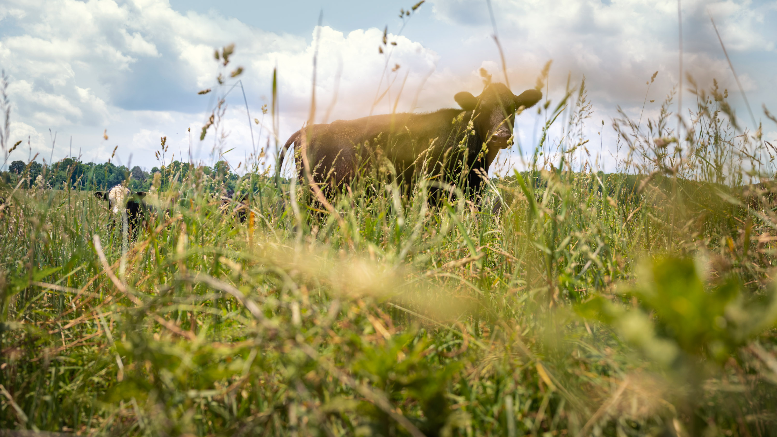 tick's eye view through the grass of a cow