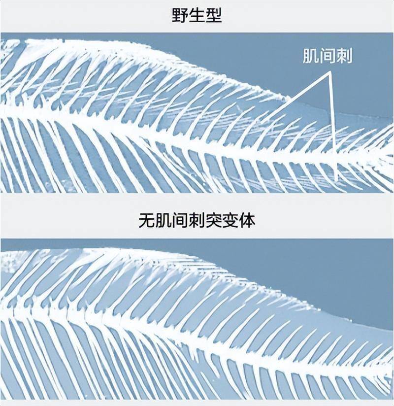 CT scans from the academic paper showing the original fish and the mutant version without small bones.